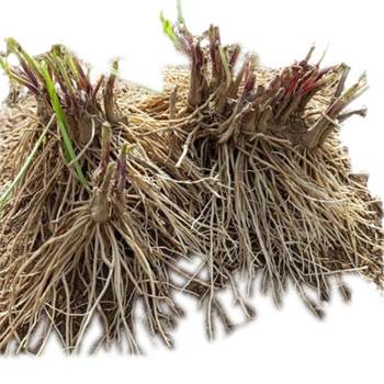 Old varieties are now digging leek root seedlings on the balcony to eat and pack them up