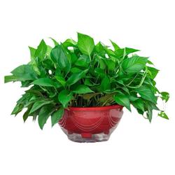 Pokojové Rostliny Zelené ředkvičky Absorbují Formaldehyd, Vyvíjejí Vzduch Hydroponické Zelené Rostliny, Líné Dlouhé Liány, Velké Zelené Koše, Květináče