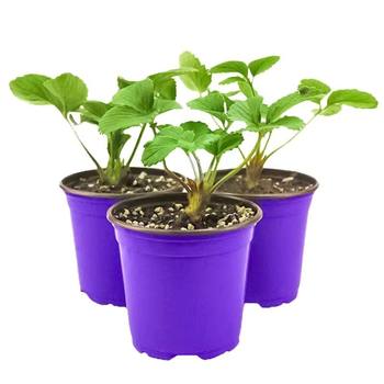 Authentic red cabbage moss old variety autumn and winter vegetable seedlings