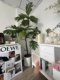 인터넷 연예인 모양 빵나무 대형 화분 실내 거실 사무실 관리가 잘되는 조경 식물 한 가지 한 장의 사진 녹색 식물