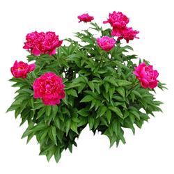 Peony Flower Seedlings With Buds Blooming All Year Round With Live Flower Roots Balcony Potted Courtyard Flowers Ornamental Peony Flower Plants