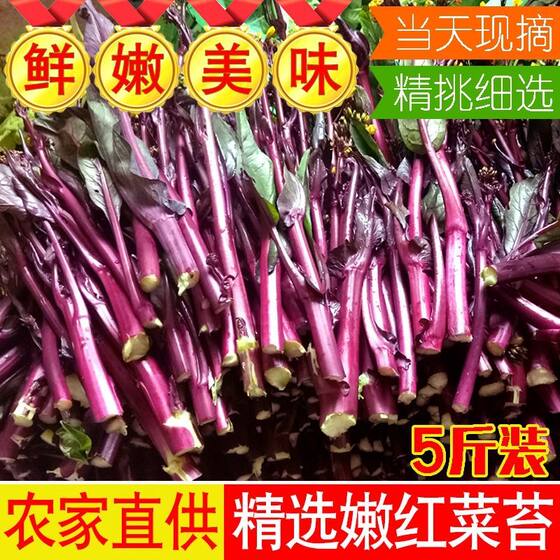 新鲜现摘红菜苔紫菜苔5斤嫩苔菜薹菜心时令蔬菜湖北农家自产自销