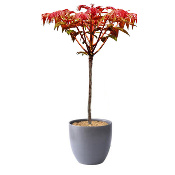 
Toon seedlings, red oil toon saplings, potted toon buds, ground planting, green oil toon, edible in the current year, planted in the north and south