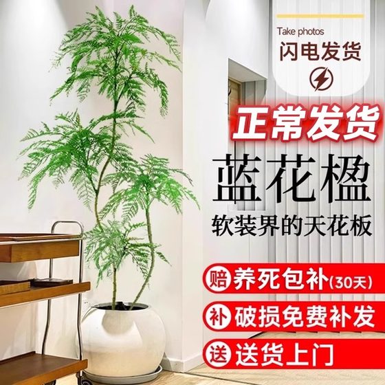 蓝花楹盆栽大型绿植办公室内客厅网红好养活植物落地老桩树苗盆景