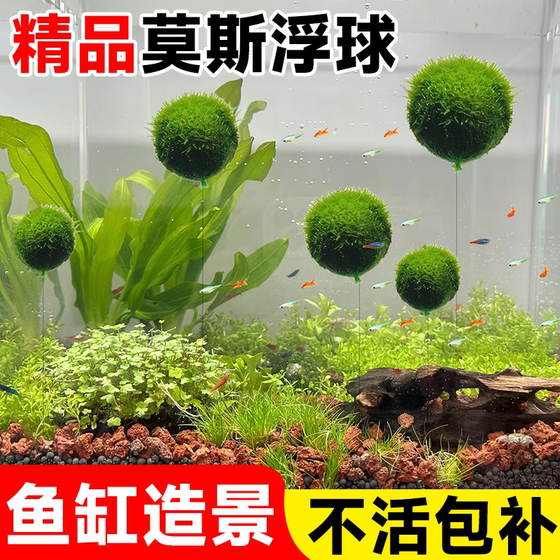 莫斯水草植物鱼缸造景绿植竹节草半球浮球莫斯树水培植物养鱼真草