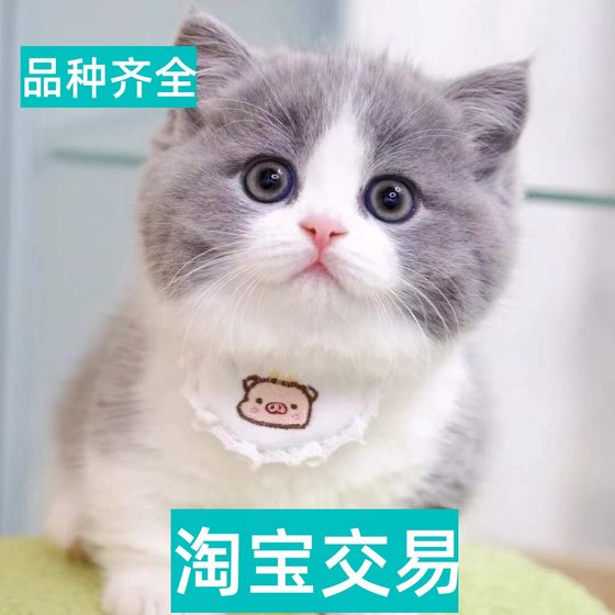 常州英短蓝猫幼猫蓝白美短起司矮脚猫金银渐层缅因猫宠物猫咪活物