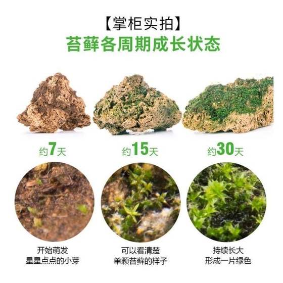 速发假山植物附石草台藓草苔藓孢子粉吸水石苔藓粉野生青苔孢子包