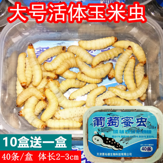 大号玉米虫活体葡萄蜜虫活虫爬宠蜥蜴食物绣眼画眉鸟食饲料鱼饵