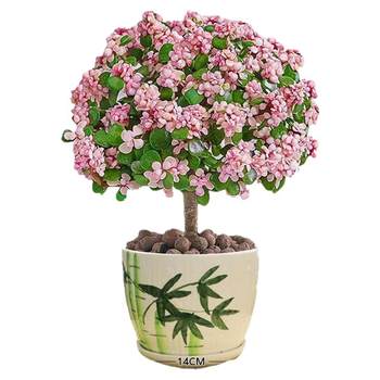 The lollipop potted plant with golden branches and jade leaves is easy to maintain.