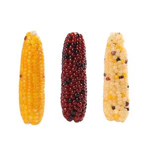 
Hamster molar stick edible corn golden bear special bite-resistant artifact guinea pig chinchilla nutritious grain feed