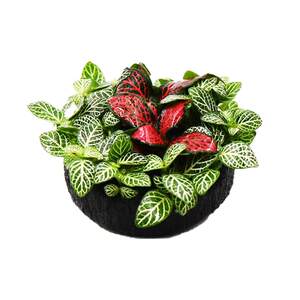 Fish tank aquatic grass, grass plant living body, oxygen, negative ecological hydroponic green plant novice lazy scenery, no bottom sand