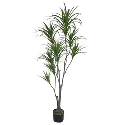 Simulated dragon blood tree, fake green plant, potted plant, bonsai iron tree