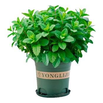 Lemon mint potted plants fresh edible leaves