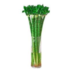 Rooted Wenchang bamboo dragon bamboo water culture study rich bamboo Guanyin bamboo hydroponic green plant indoor living room plant potted plant