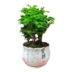 Metasequoia Bonsai Tree Stump Flowers Easy To Grow Potted Indoor Flowers Evergreen Living Room Shape Old Pile Green Plants.