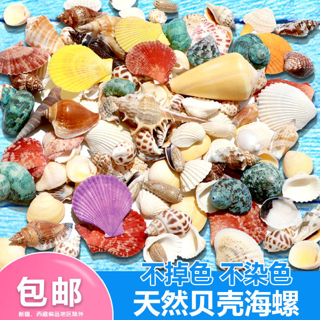 Natural shell conch fish tank landscape decorative small ornament ...