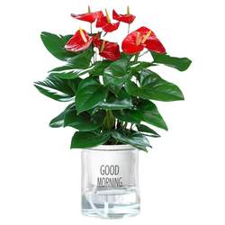 Special grade anthurium white potted plant smooth sailing flower