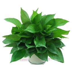 Green Radish Potted Indoor Formaldehyde-absorbing Plant Long Vine Large Green Basket Soil And Water Culture Living Room Flowers Chlorophytum Bonsai