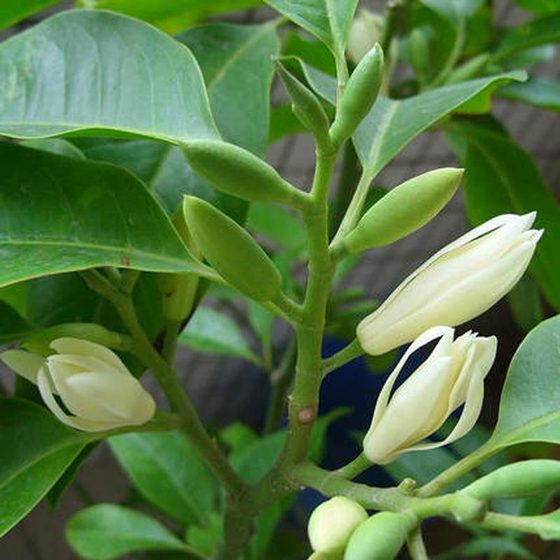 浓香花卉阳台白兰花树苗盆栽黄角兰室内盆栽四季开植物白色玉兰花