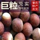 新鲜芡实干货野生广东肇庆特产肇实农家新货鸡头米茨实煲汤料500g