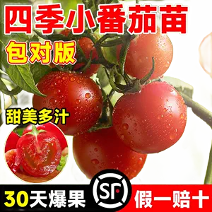 American Original Red Beefsteak Hybrid Tomato