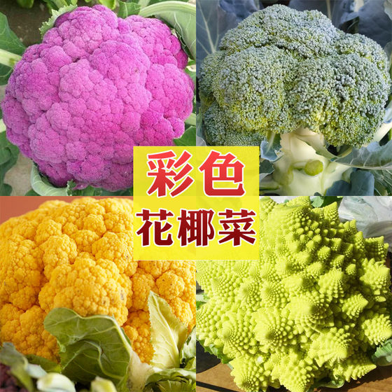 彩色花椰菜种子青花菜种籽紫色黄色花菜籽种松花菜春秋季蔬菜种孑