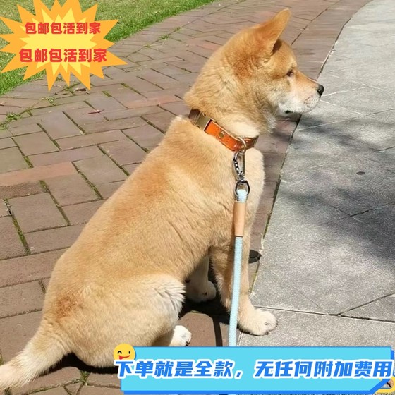 大黄狗中华田园犬土狗农村看家狗大型土狗黄狗活体幼犬混血犬狗狗