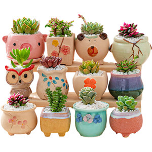 Succulent pot ceramic band tray special price large -caliber large -scale fortune tree basin creative home -made succulent flower pot