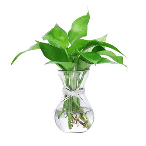 3 9.9 yuan thick glass vase transparent Nordic INS wind creative hydroponic plants green dill hydraulic flowerburizer