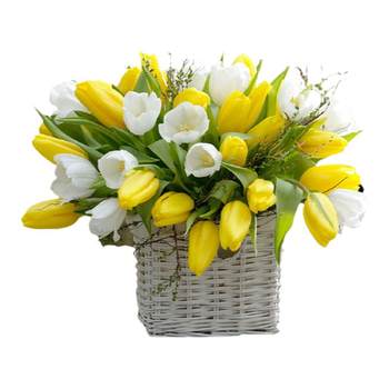 Tulip natural balls blooming in spring bulbs