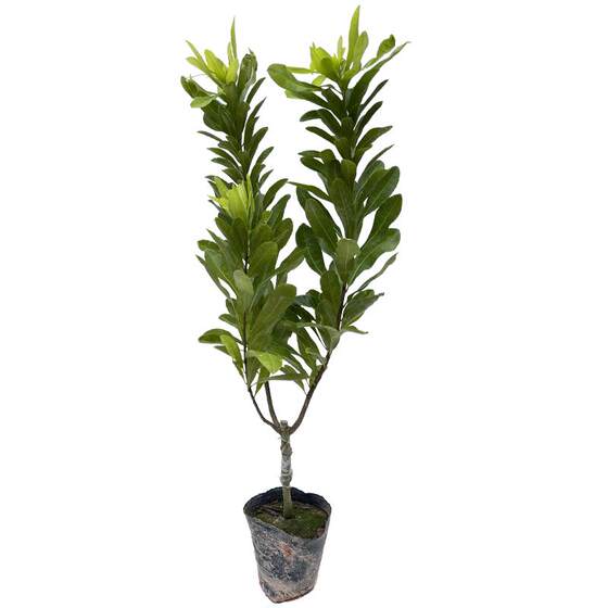 
Bayberry sapling grafted by Prince Anhai Dongkui big fruit bayberry early maturing black charcoal extra large fruit bayberry seedling with soil