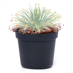 Broadleaf Cape Drosera