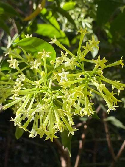 夜来香树苗 四季开花 浓香 老桩夜来香盆栽 驱蚊植物 驱虫好养