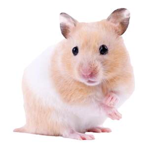 
Dog food large adult dog full price dog food 10*0.5kg full price adult cat food trial traction rope vest style toilet