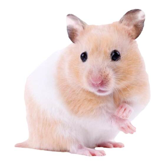 
Dog food large adult dog full price dog food 10*0.5kg full price adult cat food trial traction rope vest style toilet