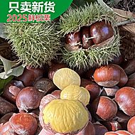 【下拉12.53元】4.5斤丹东当季新鲜板栗