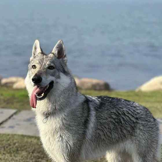 捷克狼幼犬精品护主狼王狩猎犬青狼可爱护卫犬狼狗中华狼犬聪明狗