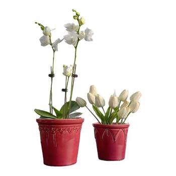 Ceramics Simple Phalaenopsis A gentleman orchid
