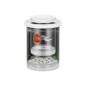 
Fish tank isolation box, guppy breeding box, phoenix-tailed zebra female maternity room, small fish tank intrauterine fish spawning and hatching