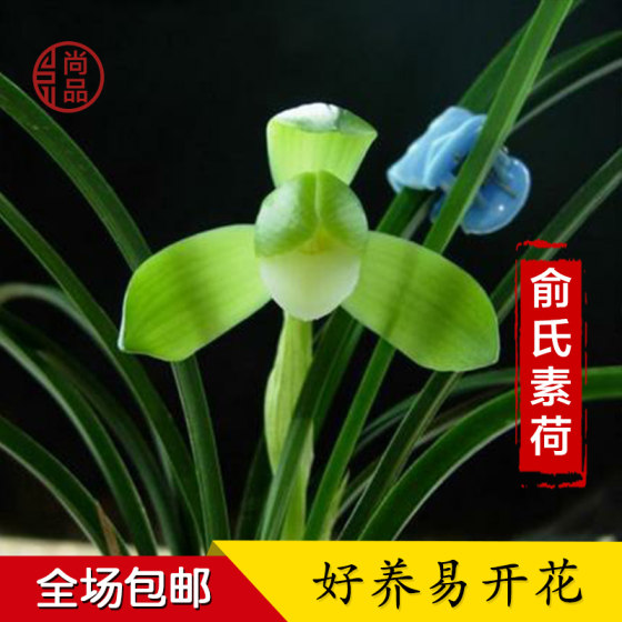 浓香型兰花苗俞氏素荷春兰花盆栽植物室内四季花卉绿植好养易活