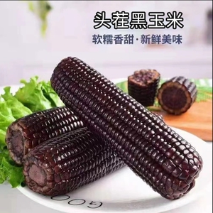 金箔装头茬黑糯玉米240-280g*8根