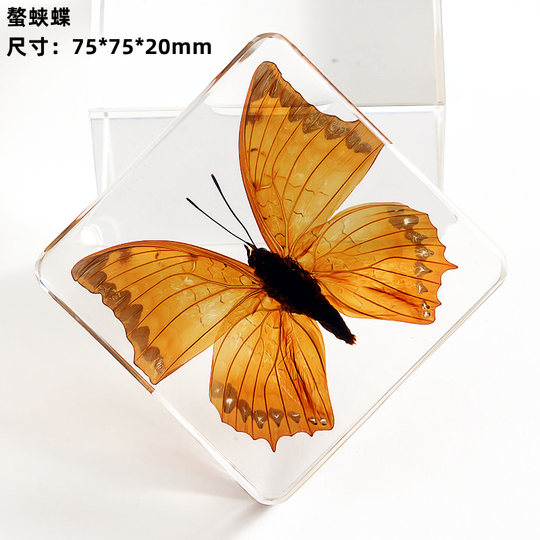 本物の蝶標本レジンディスプレイボックス - 昆虫コレクションギフト
