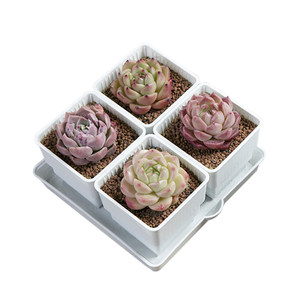 
Meishi succulent root control flower pot four-sided combination breathable plastic flower stand special small white square with base tray small