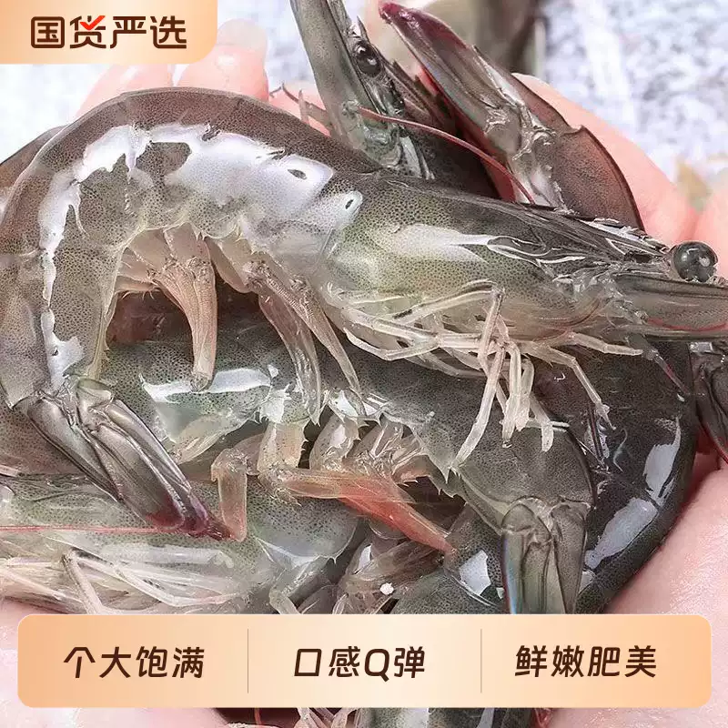 津尚鲜 盐冻厄瓜多尔白虾 13-15cm 30/40规格 净重3斤 双重优惠折后￥62.1包邮 淘金币可抵扣9元
