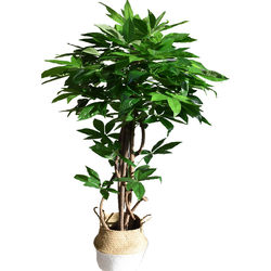 Simulated Money Tree Bonsai Real Tree Family Home Garden
