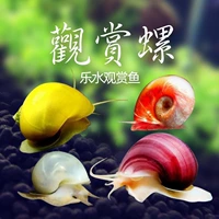 Яблочная улитка таинственная улитка Purple Snail Gold Stail Ivory White Jade декоративная улитка