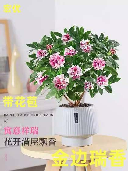 精品金边瑞香盆栽浓香型带花苞室内客厅年宵花绿植物耐寒花卉包邮