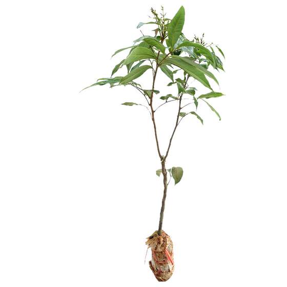 Lychee fruit saplings, authentic glutinous rice cakes, ice lychees, seedless concubine Xiaoxian, enter the courtyard to graft southern cinnamon-flavored seedlings