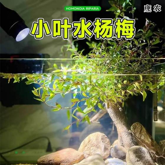 水杨梅树植物鱼缸造景乌龟缸观赏水培绿植造景全套古法养鱼真水草