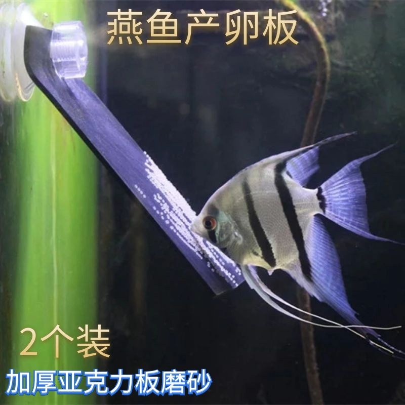 神仙鱼燕鱼繁殖板繁殖罐产卵板繁殖罐产卵罐孵化器